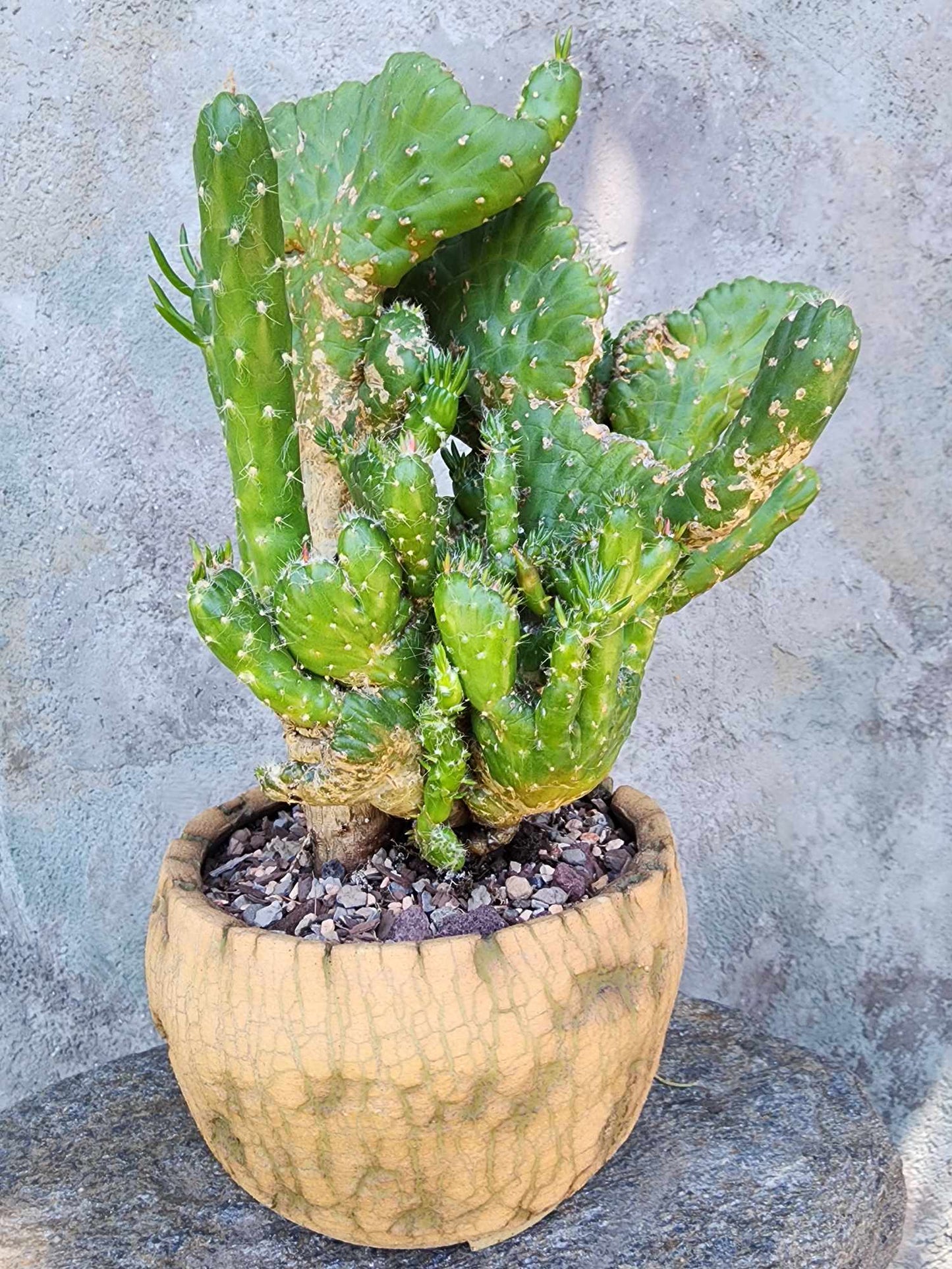 Austrocylindropuntia subulata cristata – Crested Eve's Needle (Private Collection)