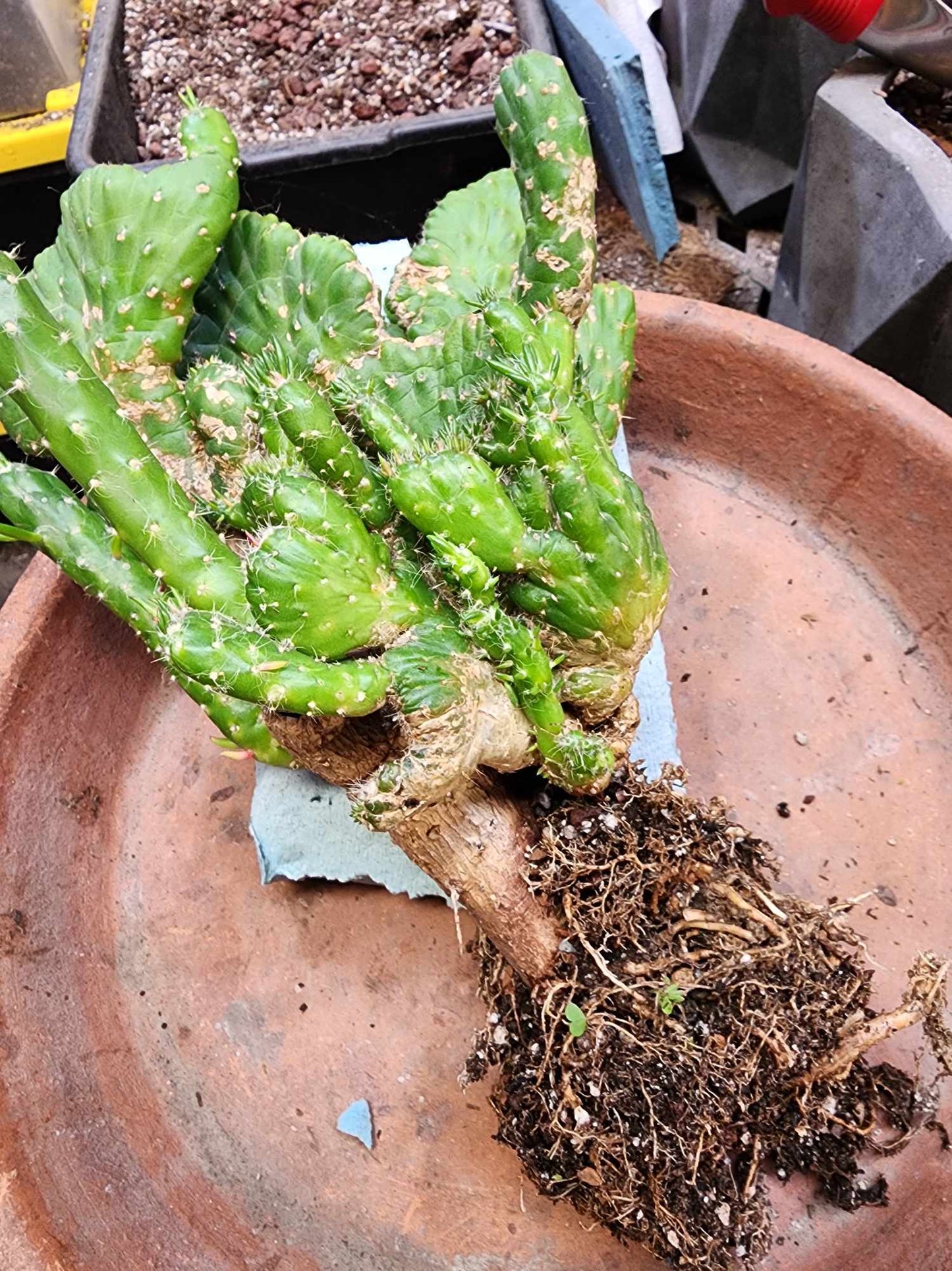 Austrocylindropuntia subulata cristata – Crested Eve's Needle (Private Collection)