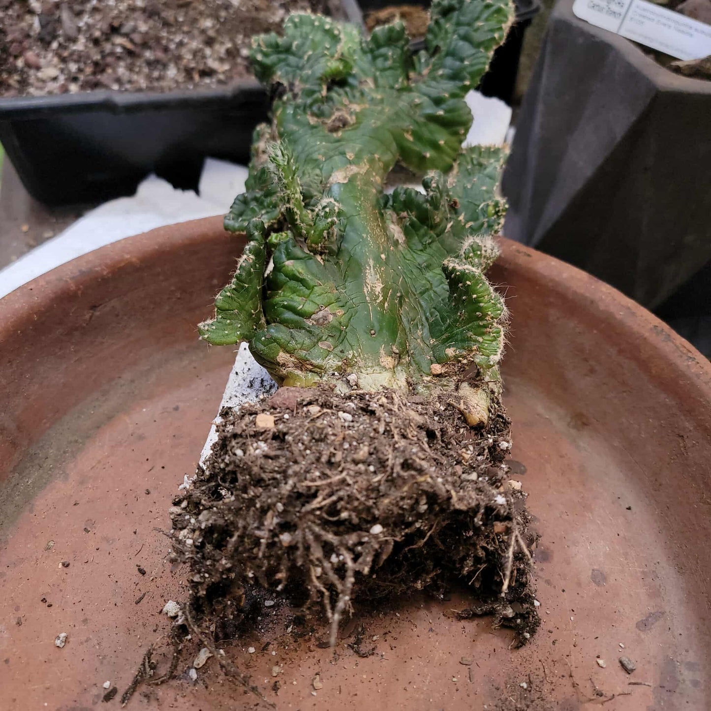 Austrocylindropuntia subulata cristata – Crested Eve's Needle