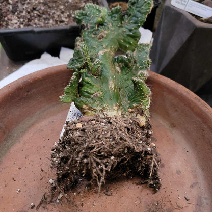 Austrocylindropuntia subulata cristata – Crested Eve's Needle