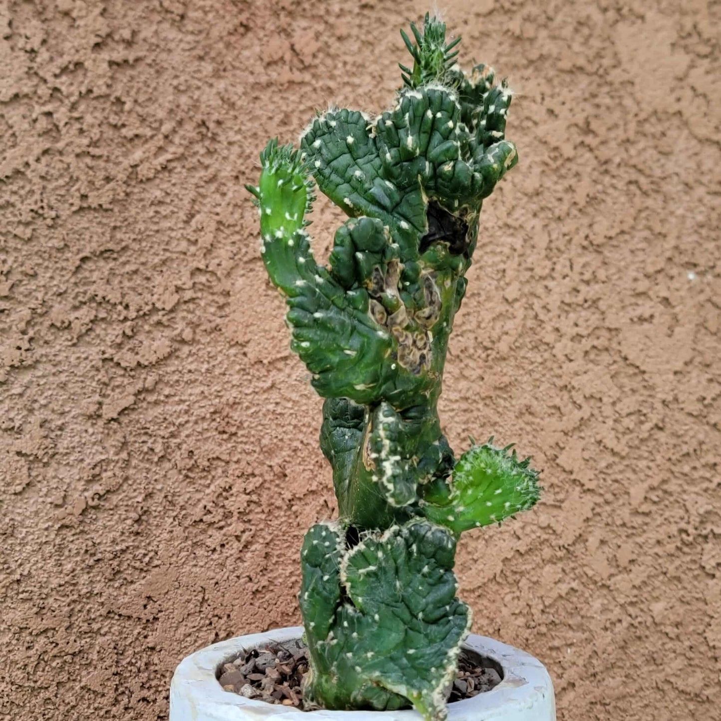 Austrocylindropuntia subulata cristata – Crested Eve's Needle