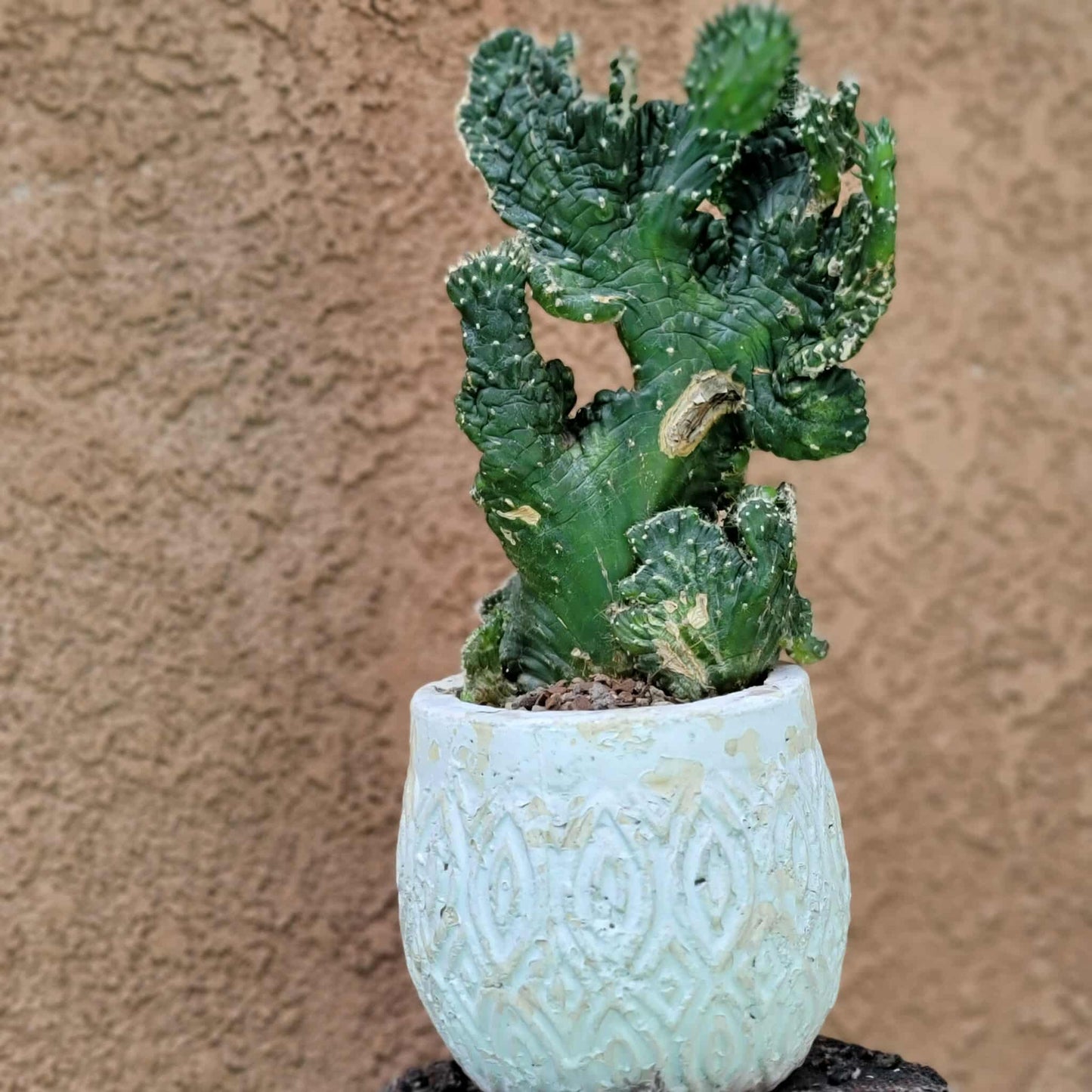 Austrocylindropuntia subulata cristata – Crested Eve's Needle