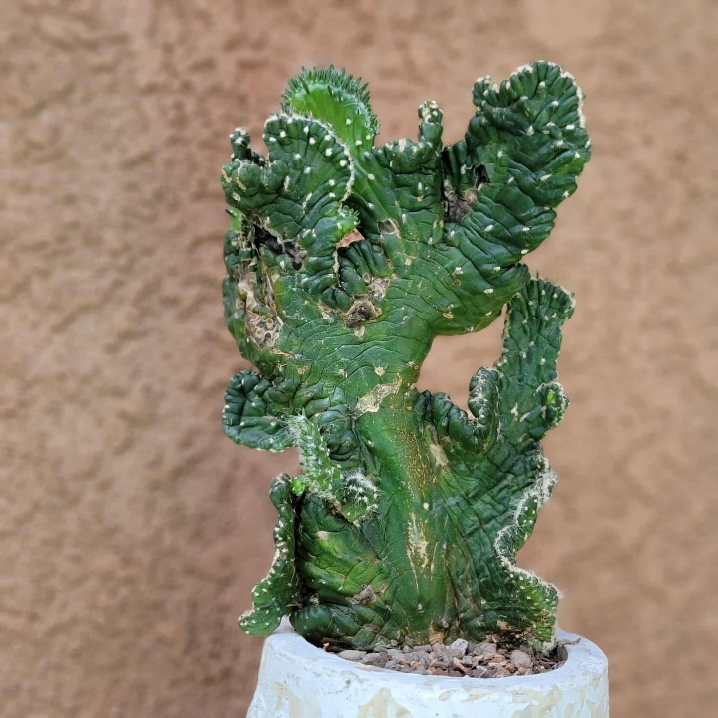 Austrocylindropuntia subulata cristata – Crested Eve's Needle