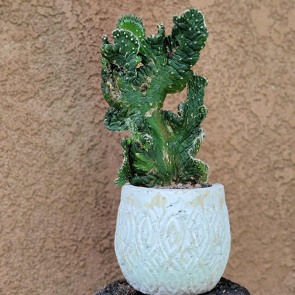 Austrocylindropuntia subulata cristata – Crested Eve's Needle
