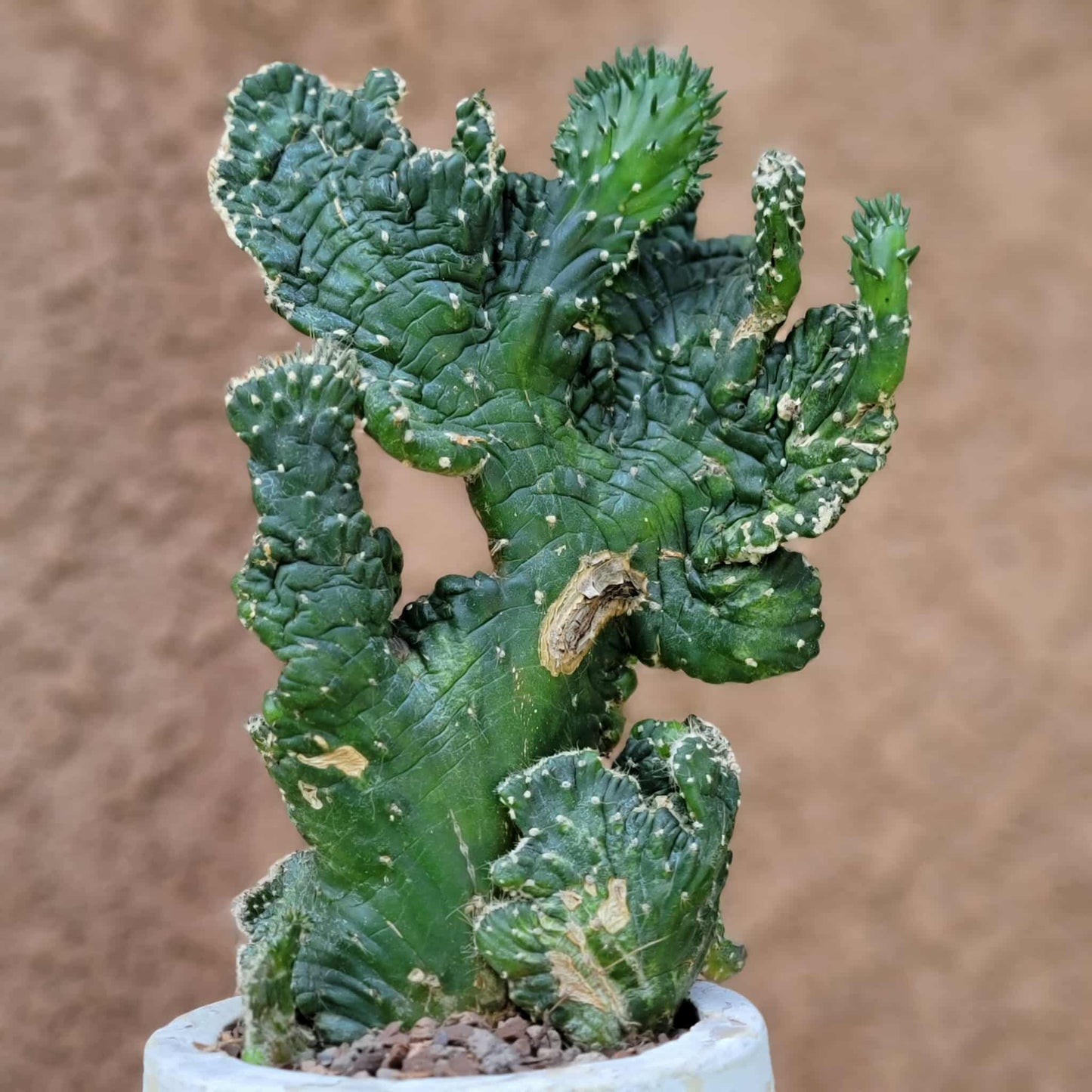Austrocylindropuntia subulata cristata – Crested Eve's Needle