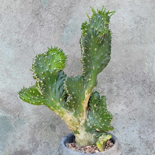 Austrocylindropuntia subulata cristata – Crested Eve's Needle