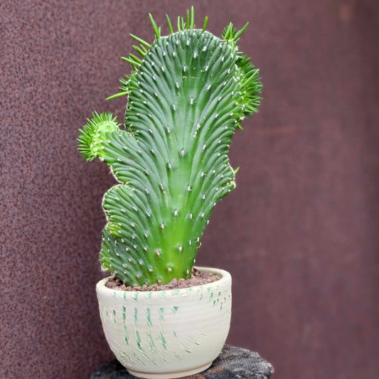 Austrocylindropuntia subulata cristata – Crested Eve's Needle