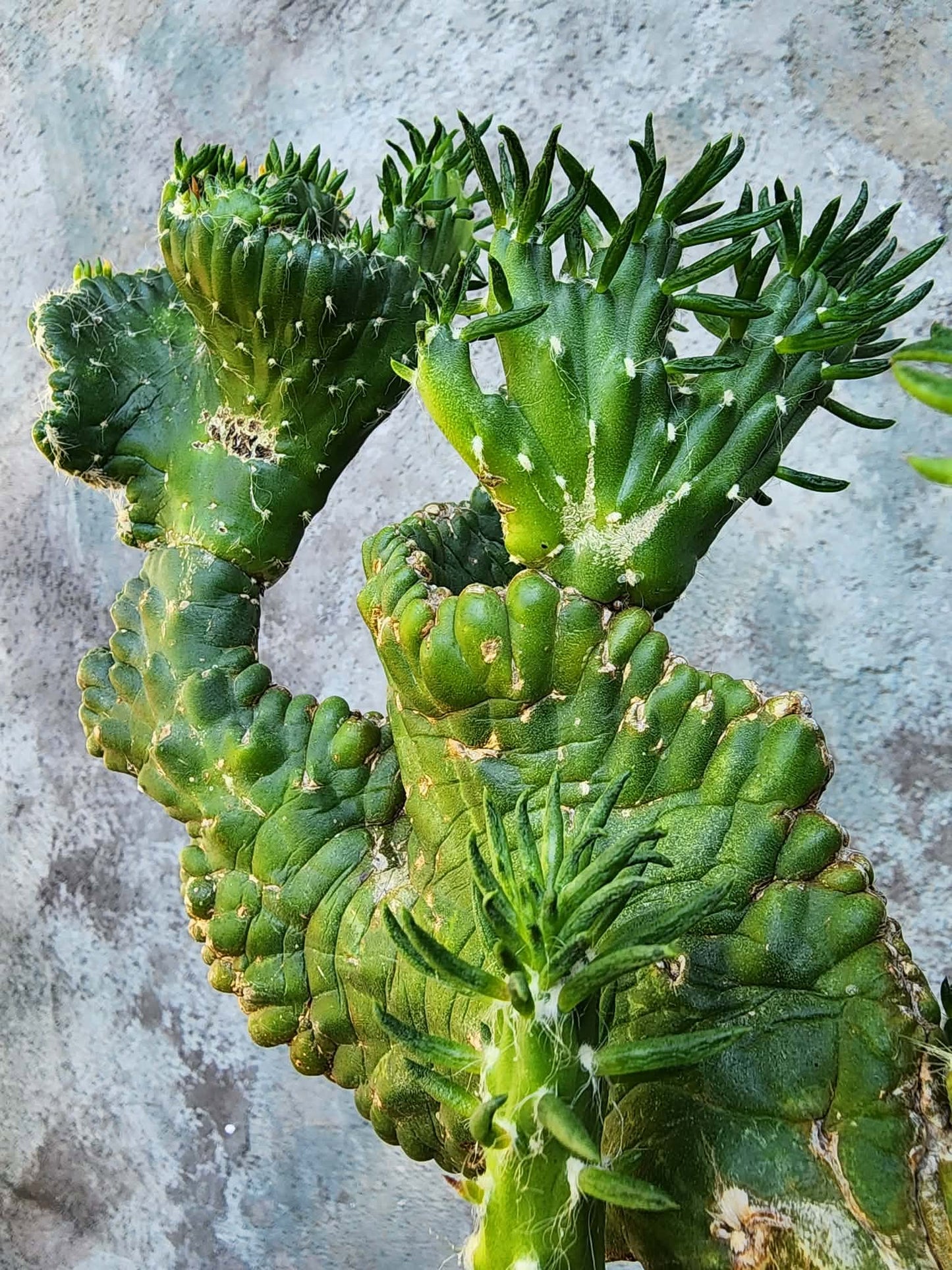 Austrocylindropuntia subulata cristata – Crested Eve's Needle (Private Collection)