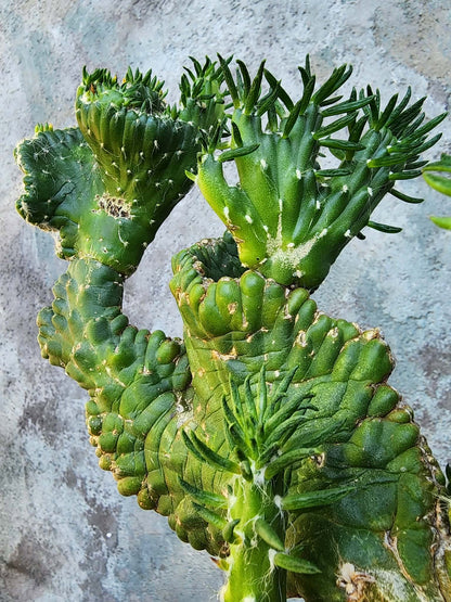 Austrocylindropuntia subulata cristata – Crested Eve's Needle (Private Collection)