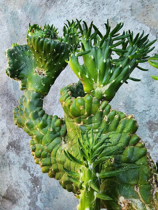 Austrocylindropuntia subulata cristata – Crested Eve's Needle (Private Collection)