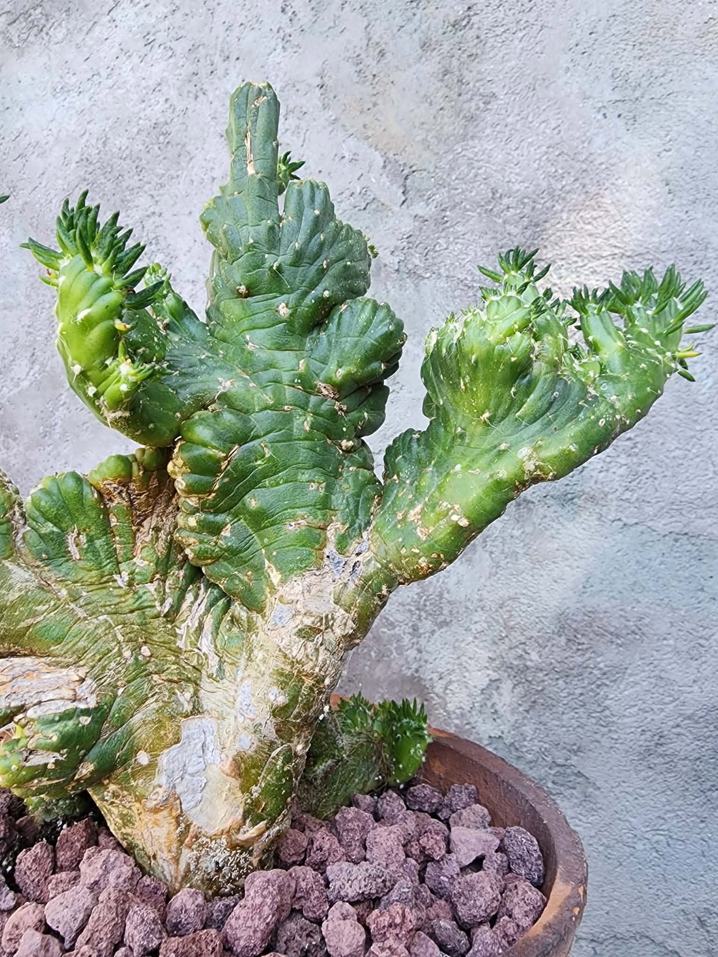 Austrocylindropuntia subulata cristata – Crested Eve's Needle (Private Collection)