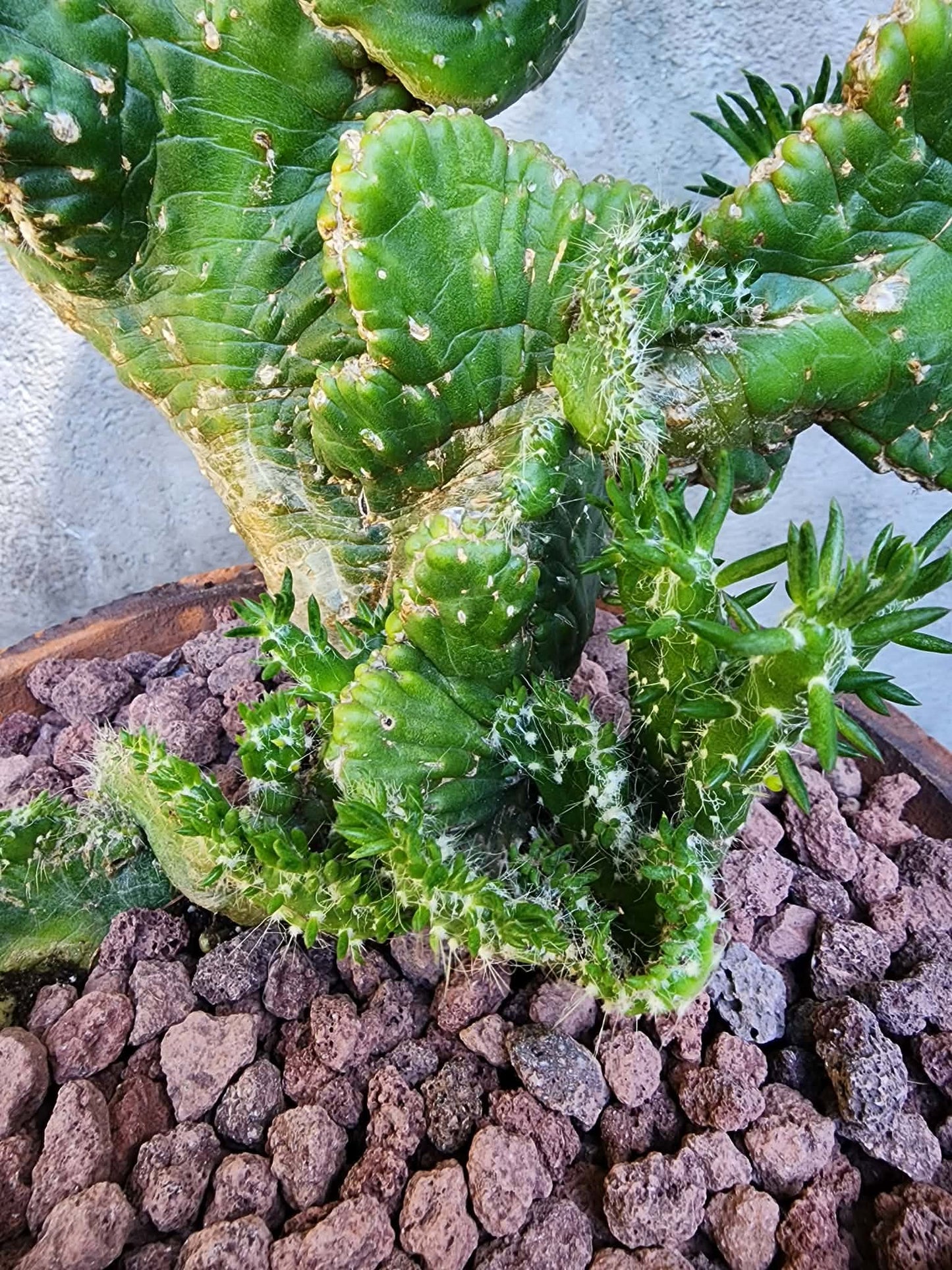 Austrocylindropuntia subulata cristata – Crested Eve's Needle (Private Collection)