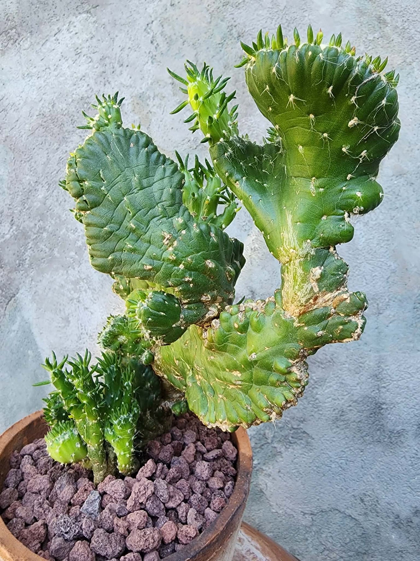Austrocylindropuntia subulata cristata – Crested Eve's Needle (Private Collection)
