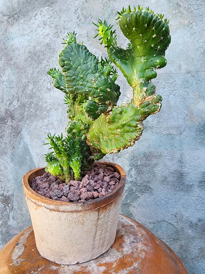 Austrocylindropuntia subulata cristata – Crested Eve's Needle (Private Collection)