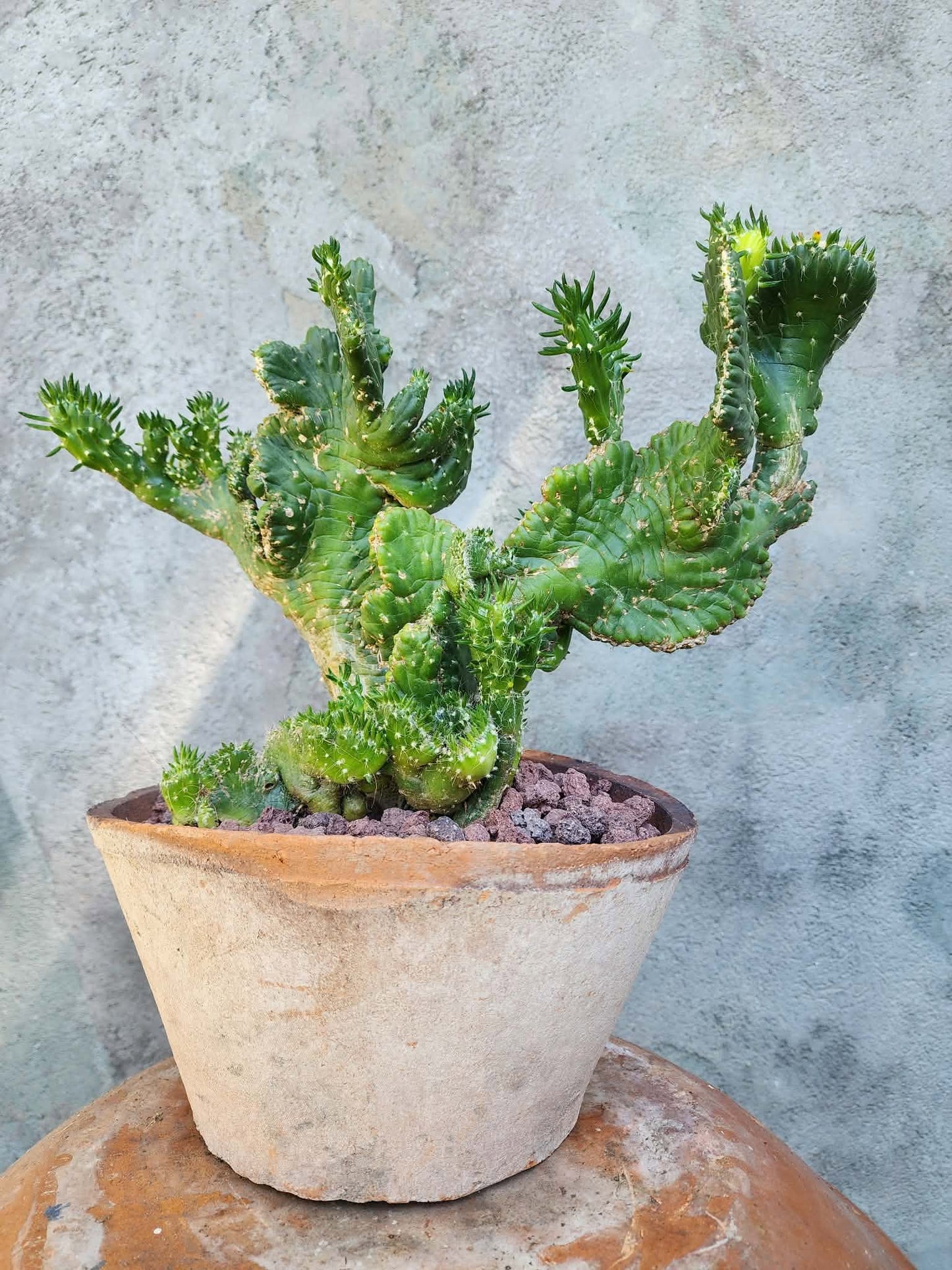 Austrocylindropuntia subulata cristata – Crested Eve's Needle (Private Collection)
