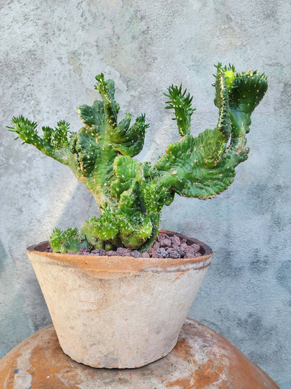 Austrocylindropuntia subulata cristata – Crested Eve's Needle (Private Collection)