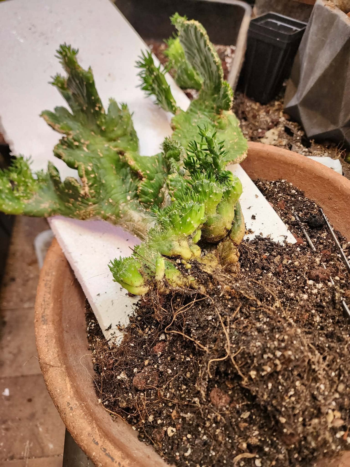 Austrocylindropuntia subulata cristata – Crested Eve's Needle (Private Collection)