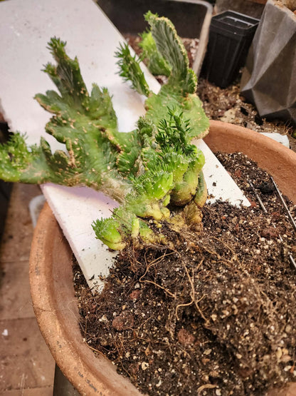Austrocylindropuntia subulata cristata – Crested Eve's Needle (Private Collection)