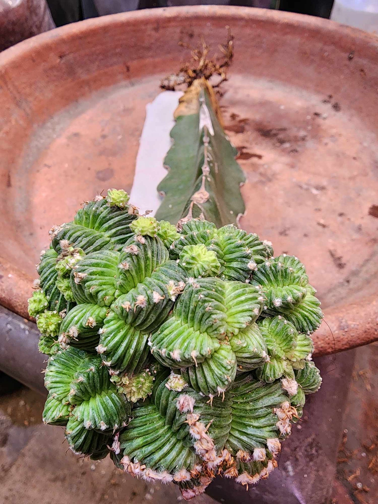 Aztekium Valdezii