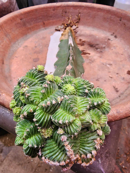 Aztekium Valdezii