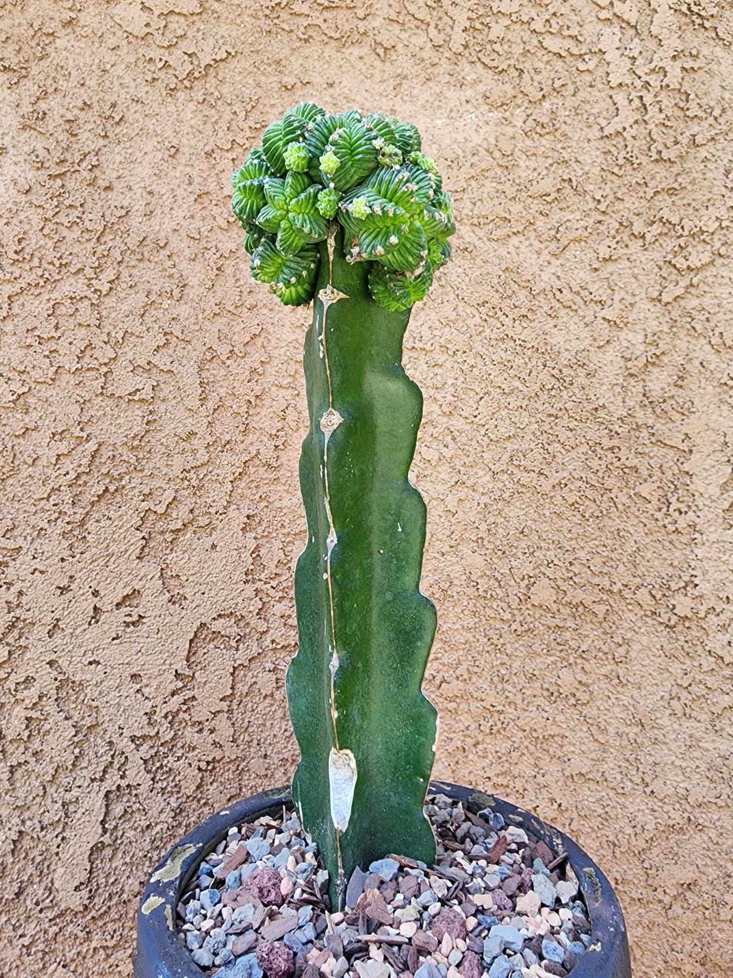 Aztekium Valdezii