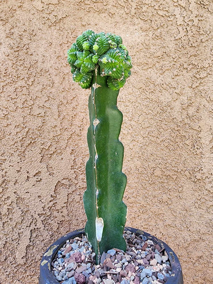 Aztekium Valdezii
