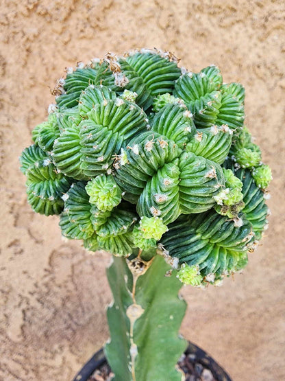 Aztekium Valdezii