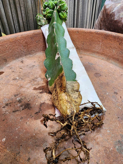 Aztekium Valdezii