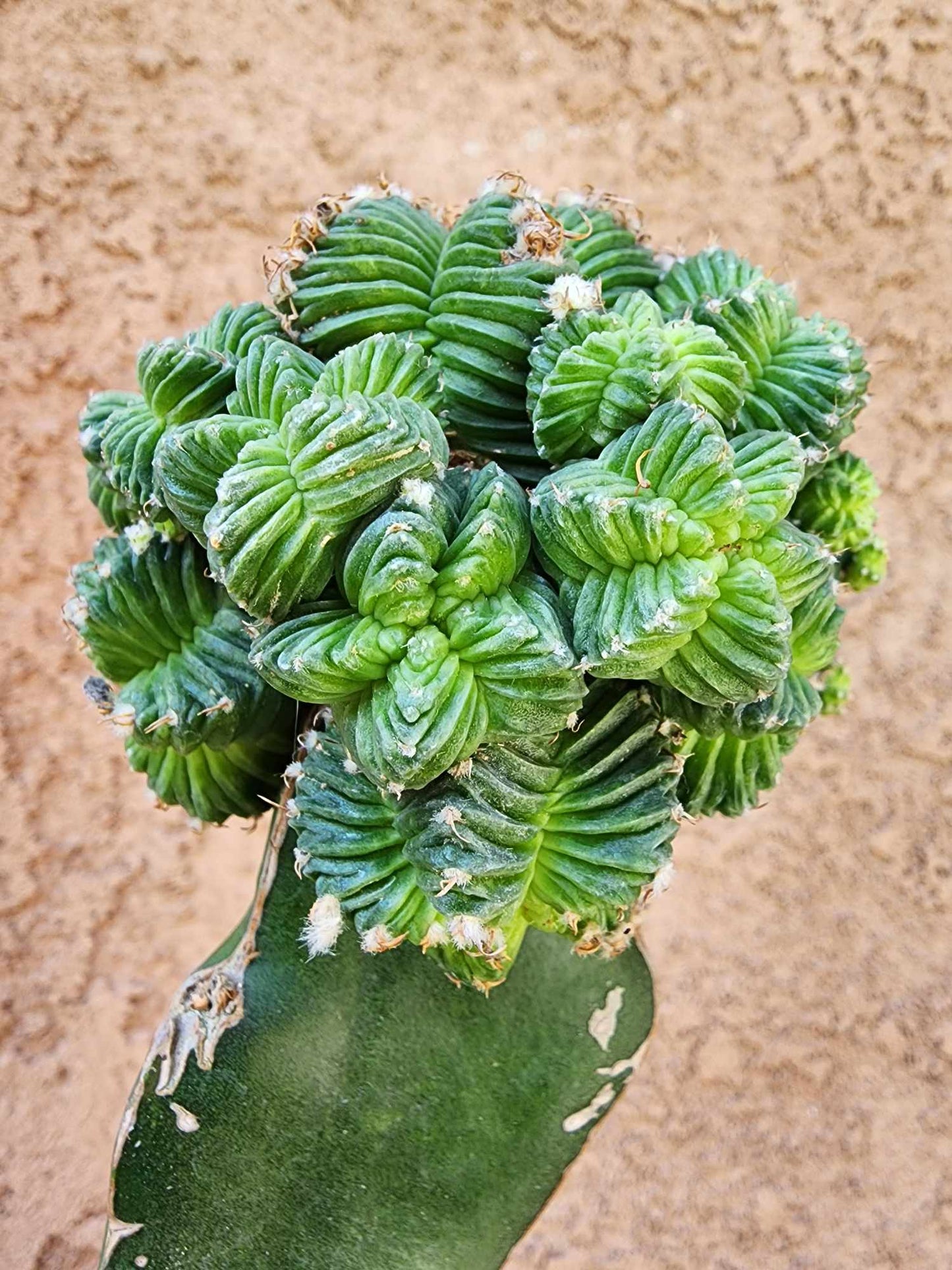 Aztekium Valdezii