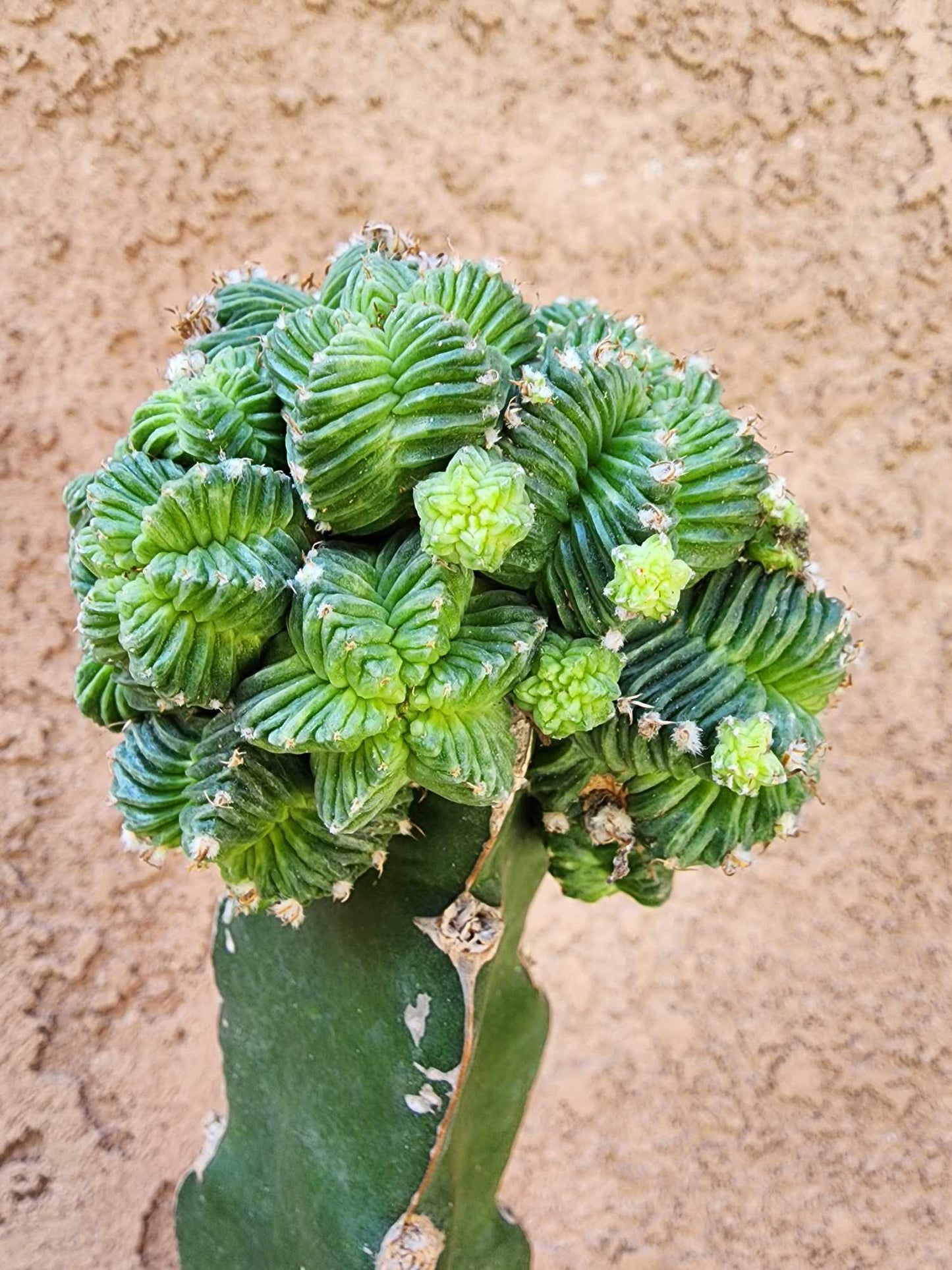 Aztekium Valdezii