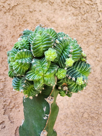 Aztekium Valdezii