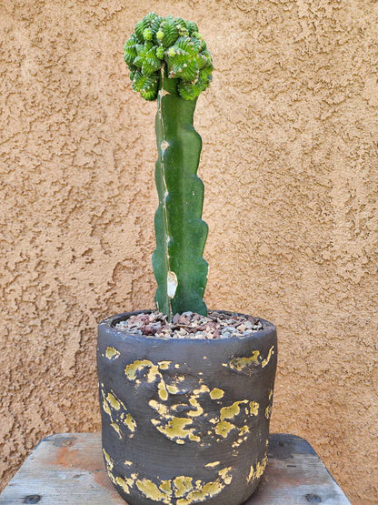 Aztekium Valdezii