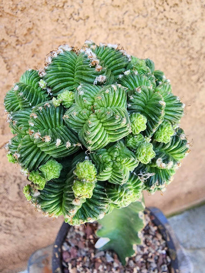 Aztekium Valdezii