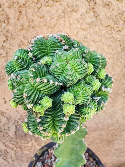 Aztekium Valdezii