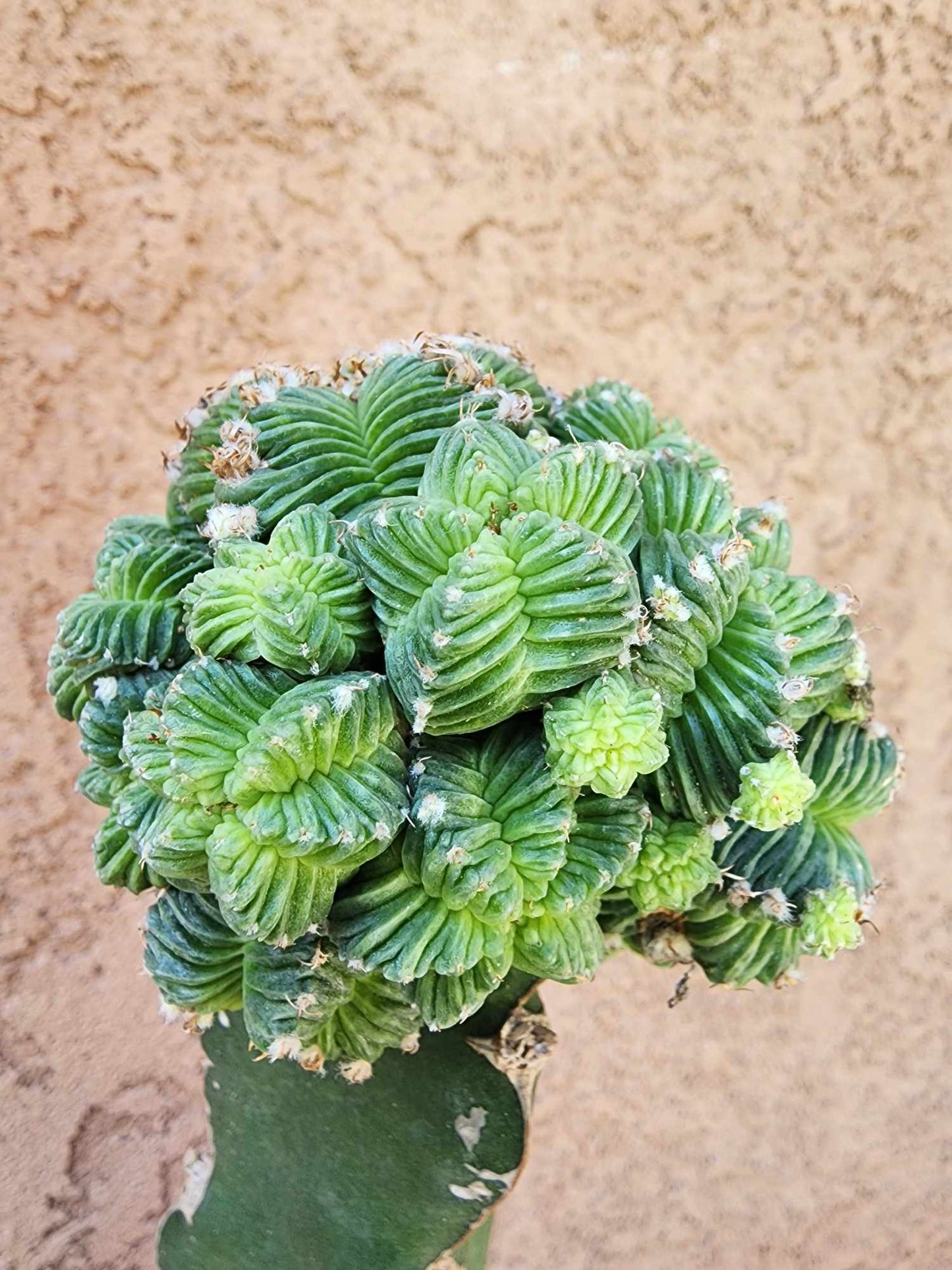 Aztekium Valdezii