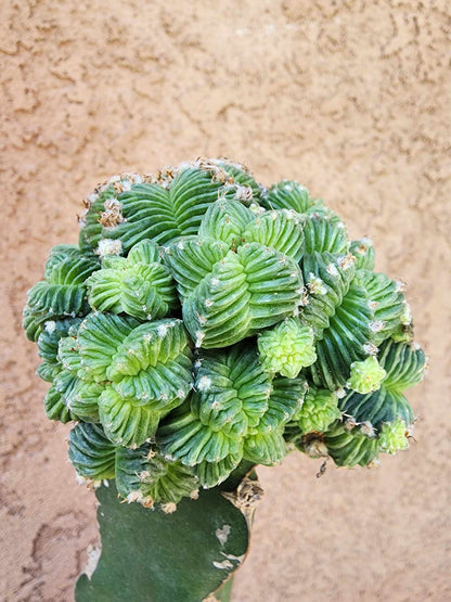 Aztekium Valdezii