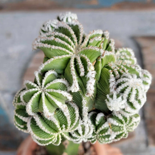 Aztekium hintonii f. proliferum