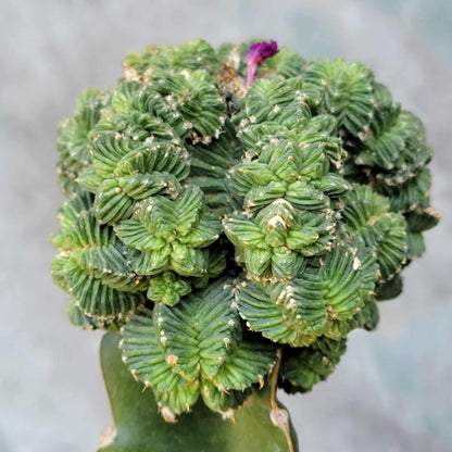 Aztekium Valdezii