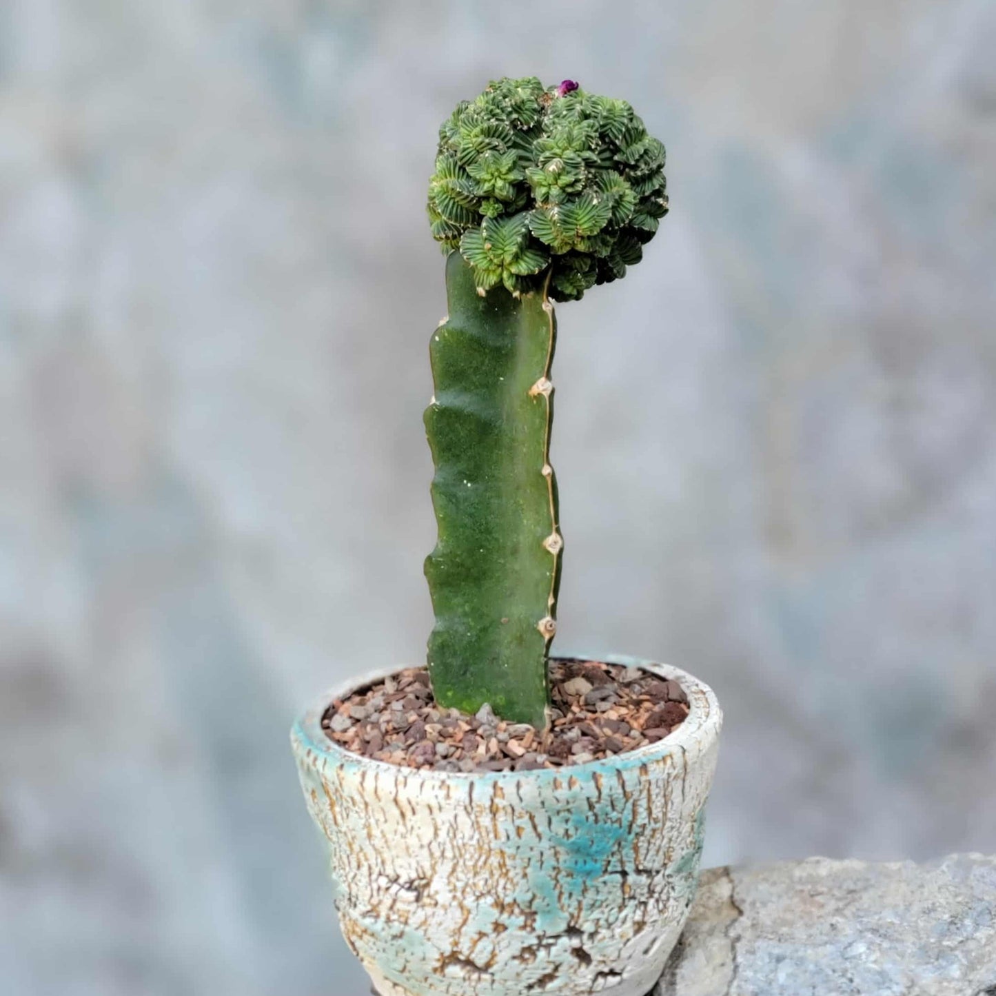 Aztekium Valdezii