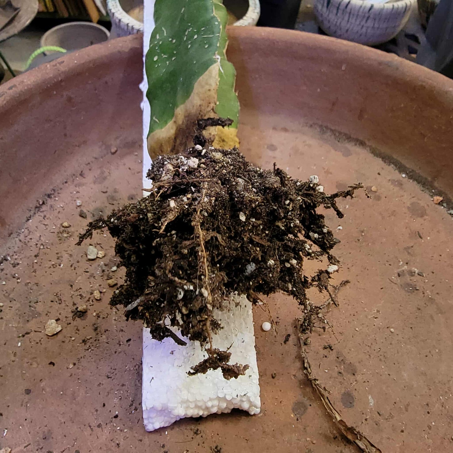 Aztekium Valdezii