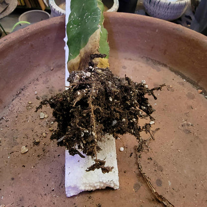 Aztekium Valdezii
