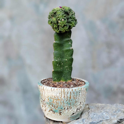 Aztekium Valdezii