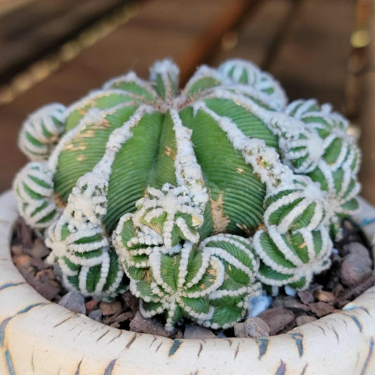 Aztekium hintonii f. proliferum