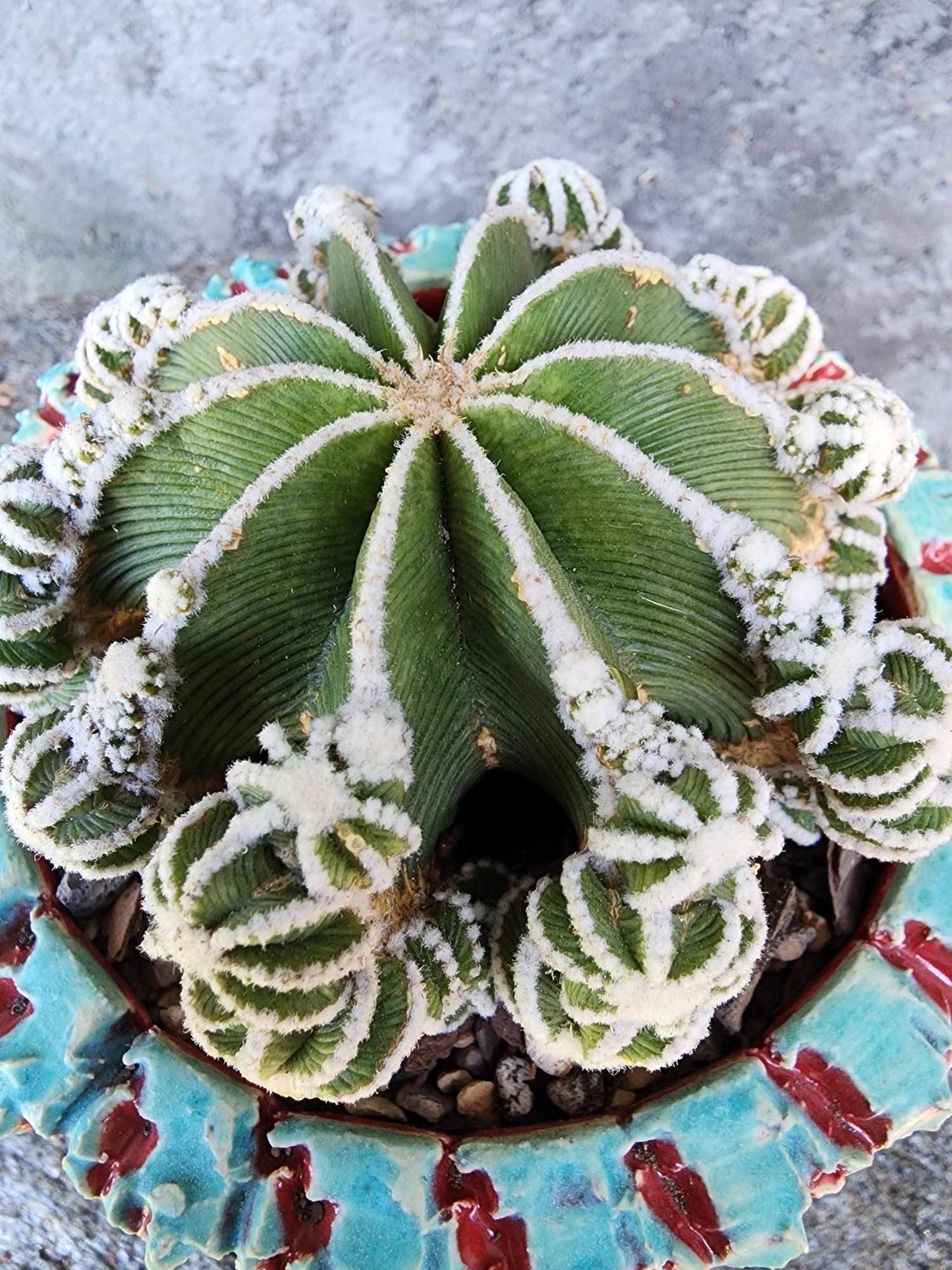 Aztekium hintonii f. proliferum