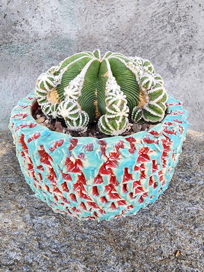 Aztekium hintonii f. proliferum