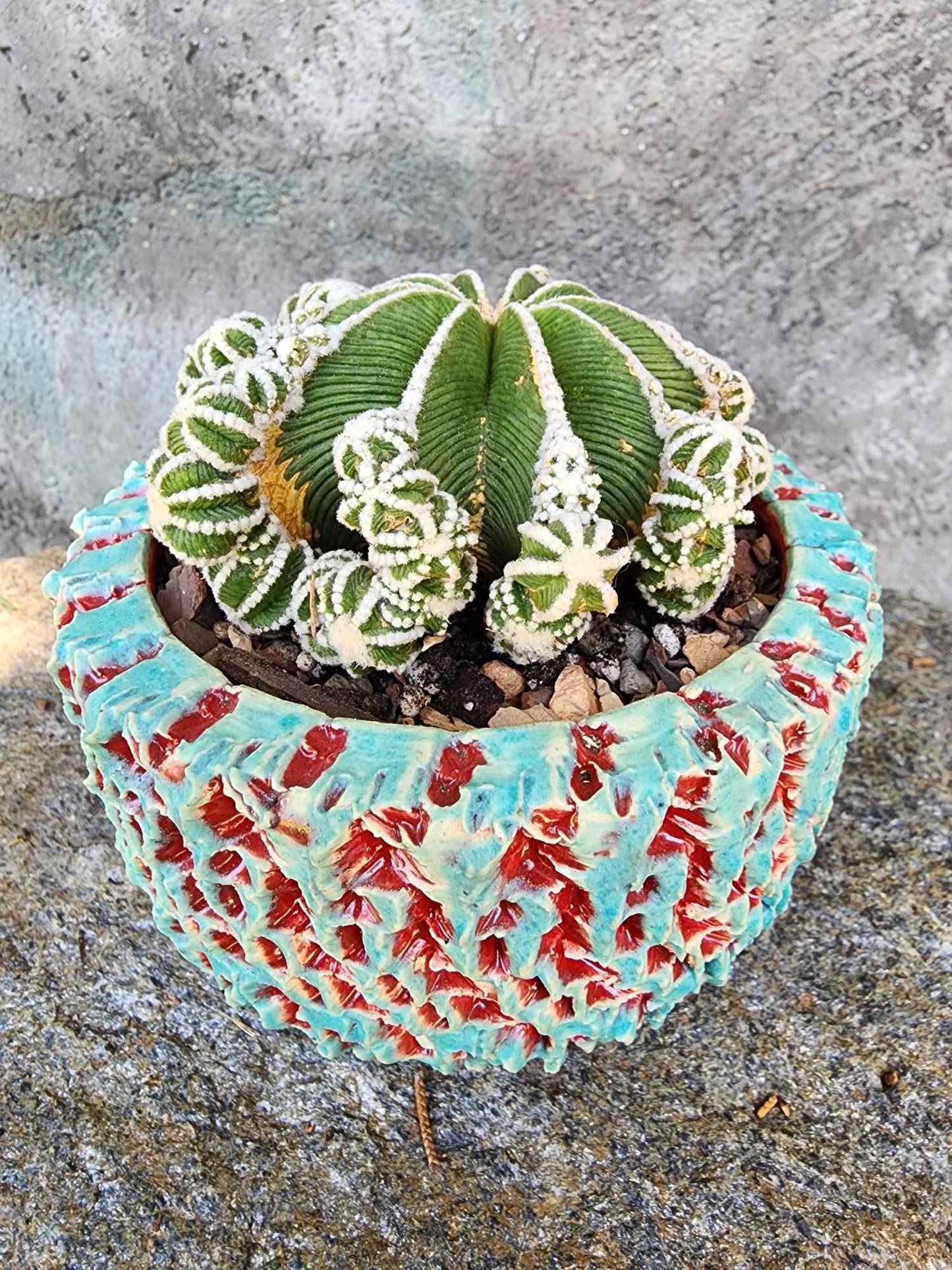 Aztekium hintonii f. proliferum