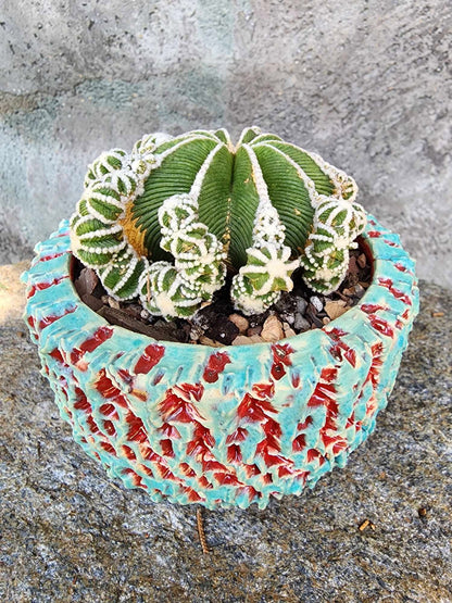 Aztekium hintonii f. proliferum
