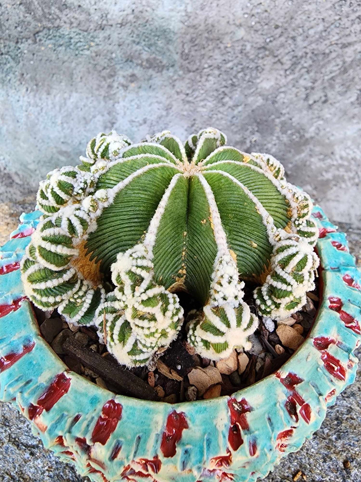 Aztekium hintonii f. proliferum