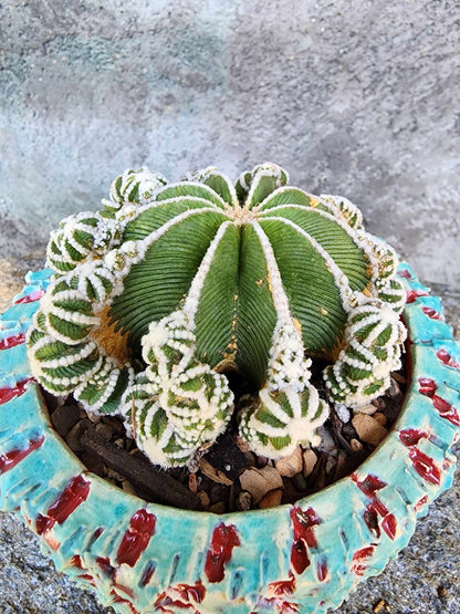 Aztekium hintonii f. proliferum