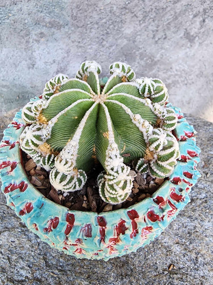 Aztekium hintonii f. proliferum